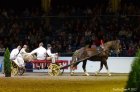 Horse Show 07.10.2012